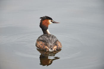 Faune des marais<br>NIKON D4, 700 mm, 1100 ISO,  1/2500 sec,  f : 6.3 